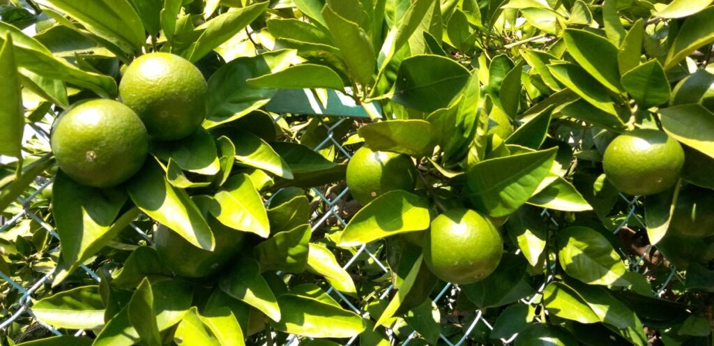 道端のみかんが大きくなっていた