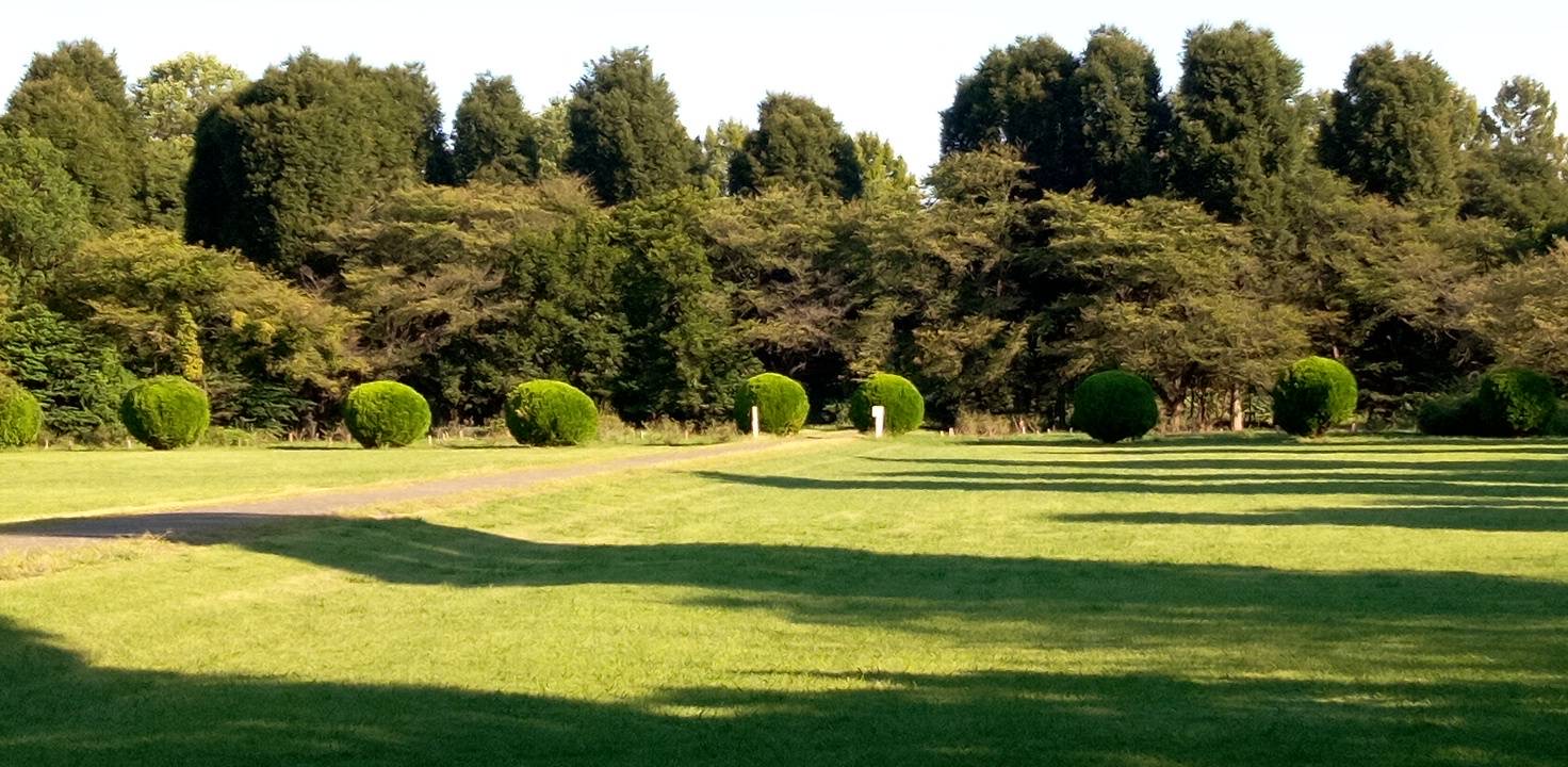 久しぶりの散歩