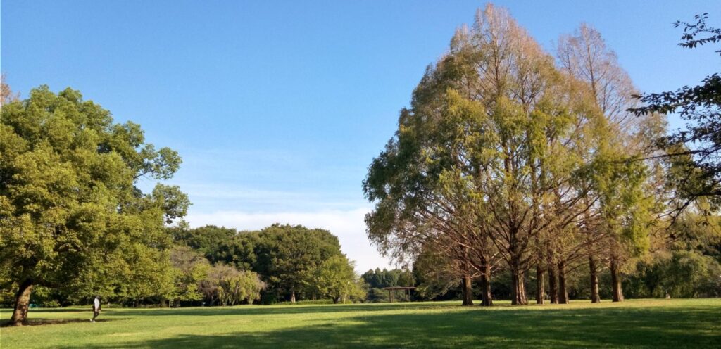 木陰が涼しく気持ちが良い
