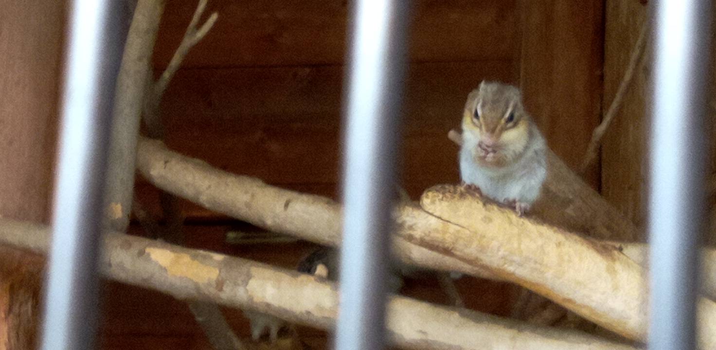 りすさんと目があっちゃいました