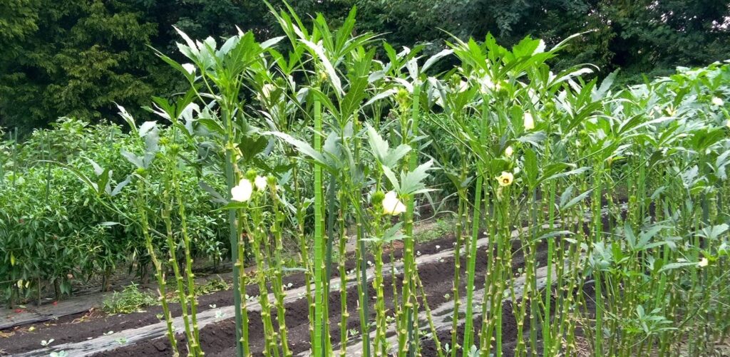 オクラの花が咲いてました