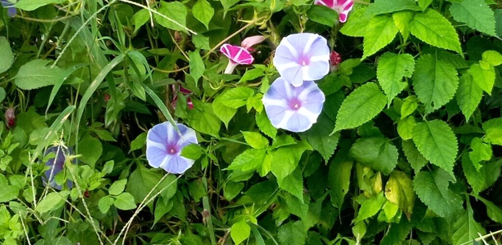 しま模様がステキな朝顔