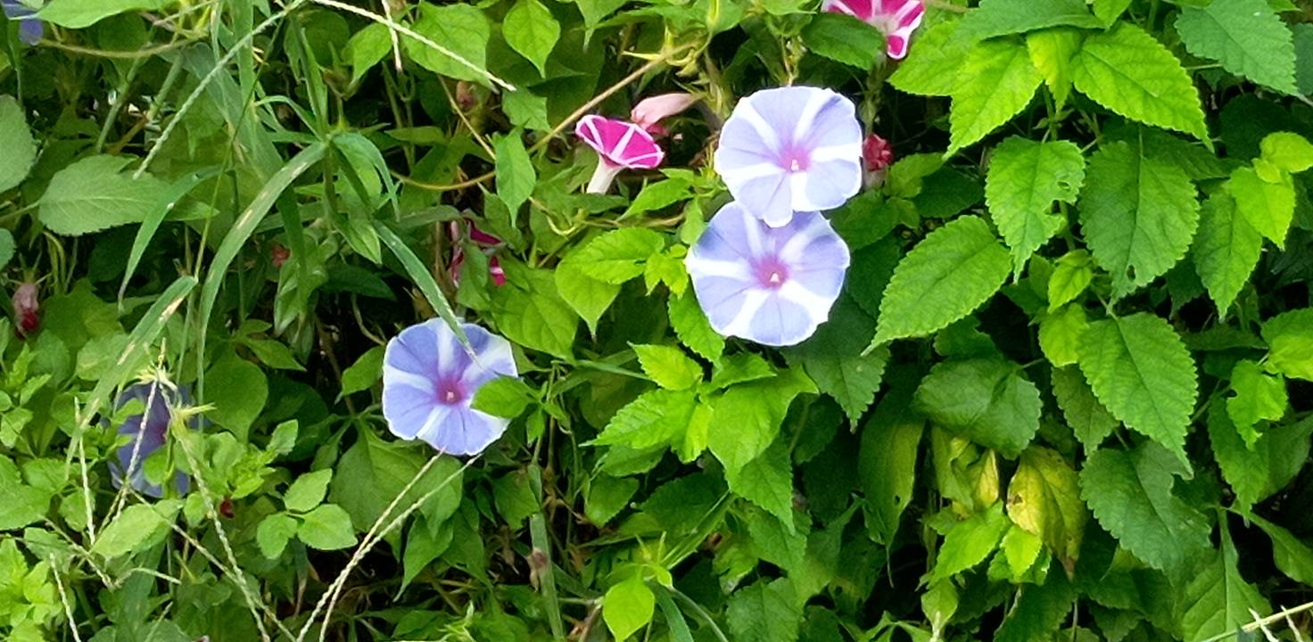 しま模様がステキな朝顔