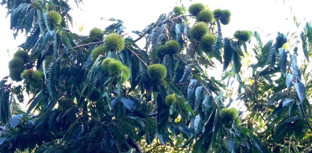 いがいががかわいい栗の実