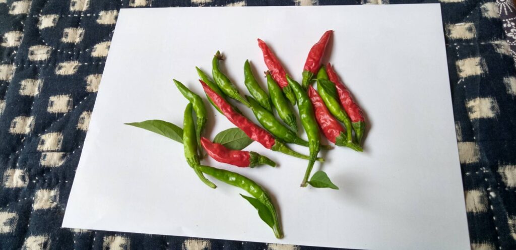 初採りのトウガラシ