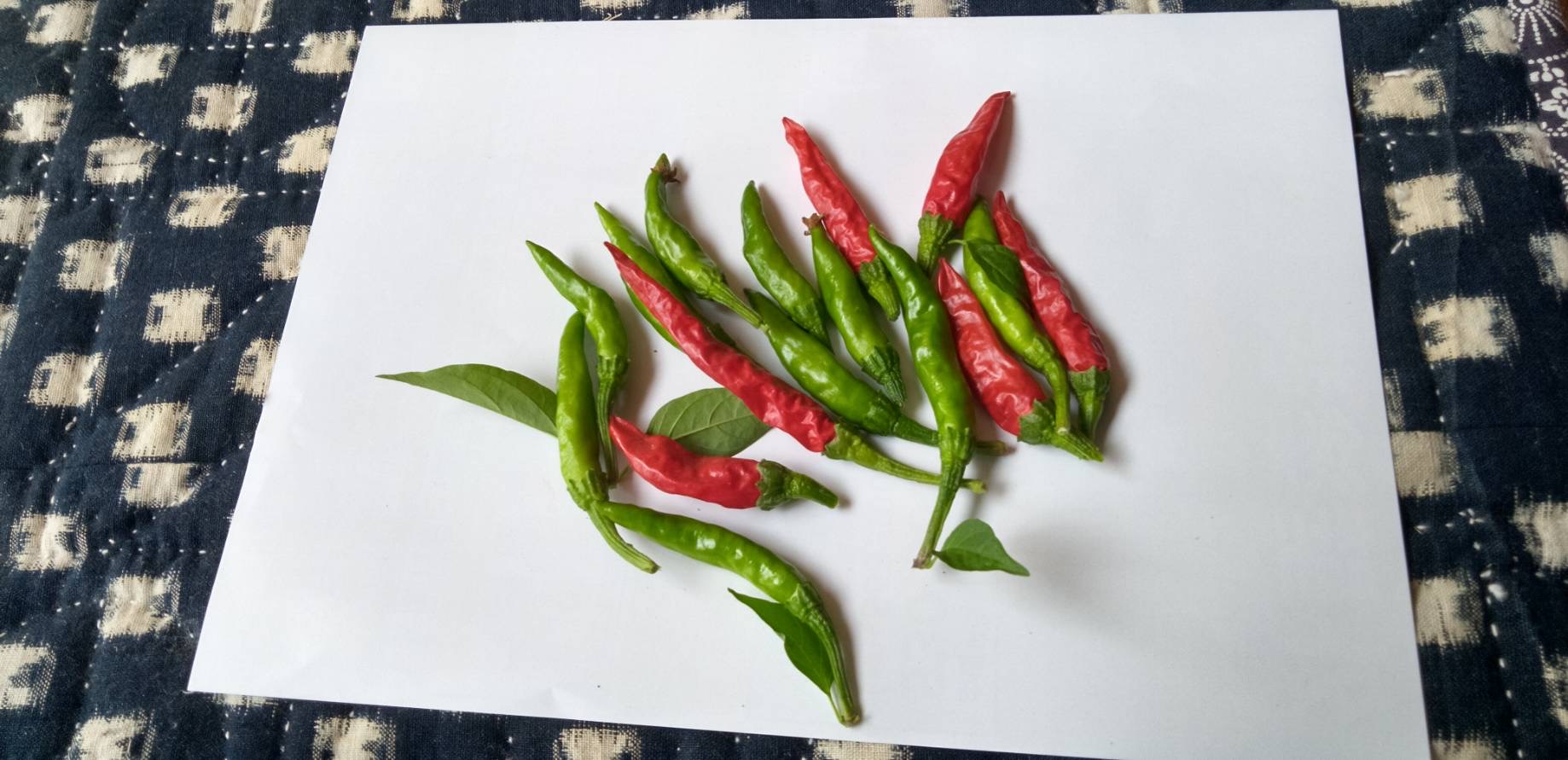 初採りのトウガラシ