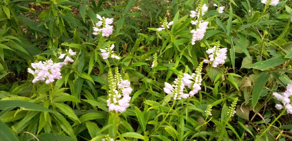 道端に咲いているハナトラノオ