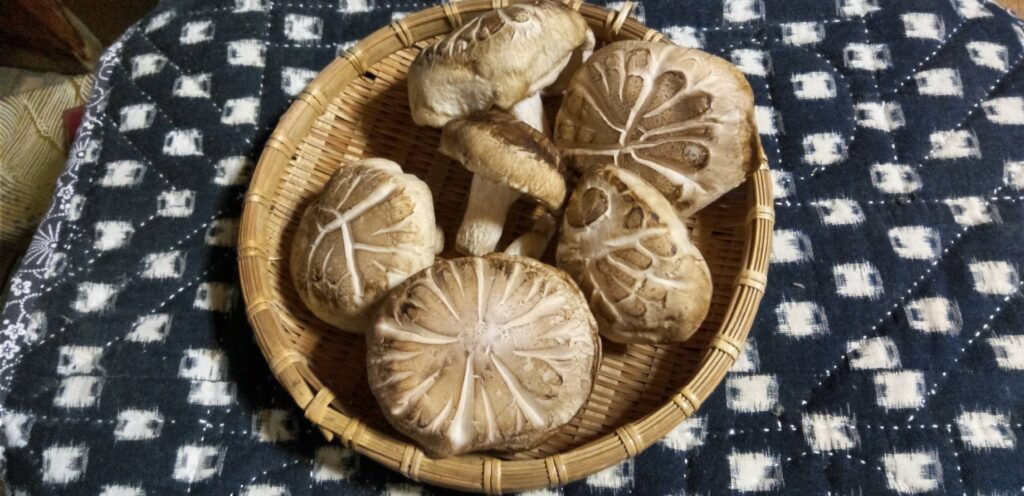 大きなドンコシイタケ