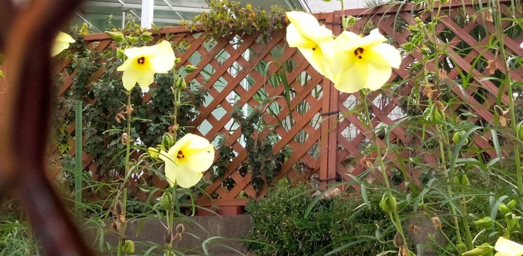 トロロアオイ（花オクラ）