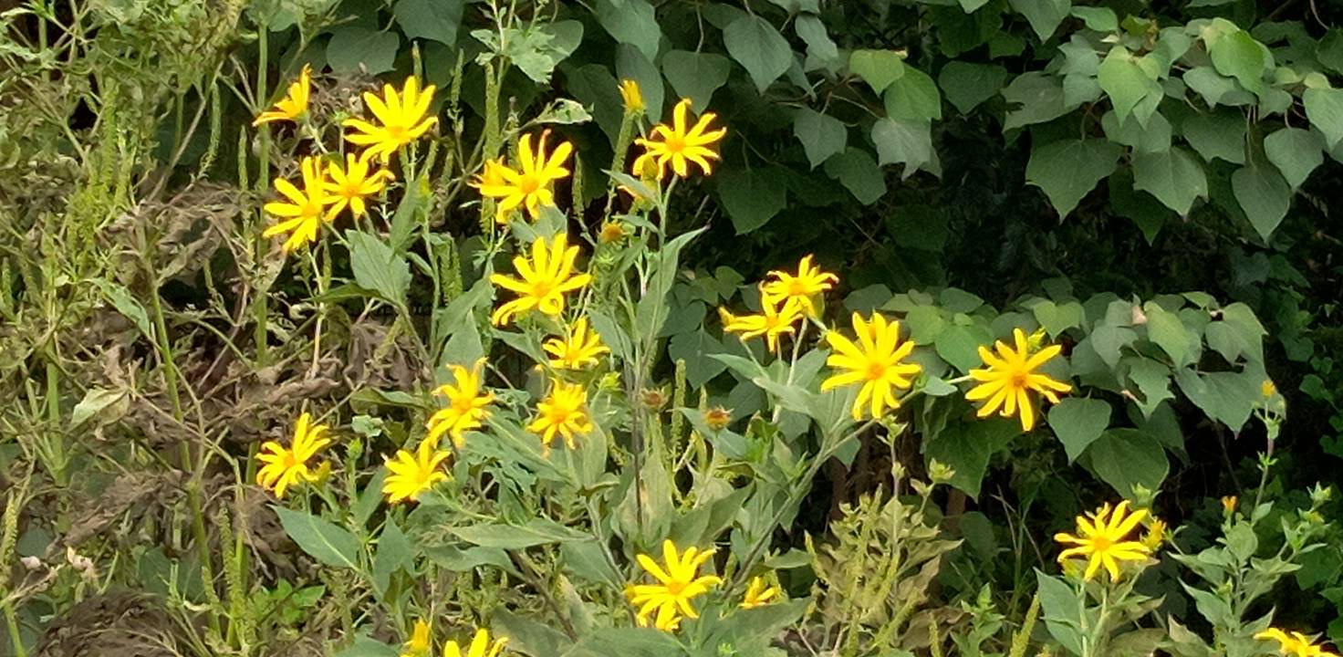 キクイモ（菊芋）の花