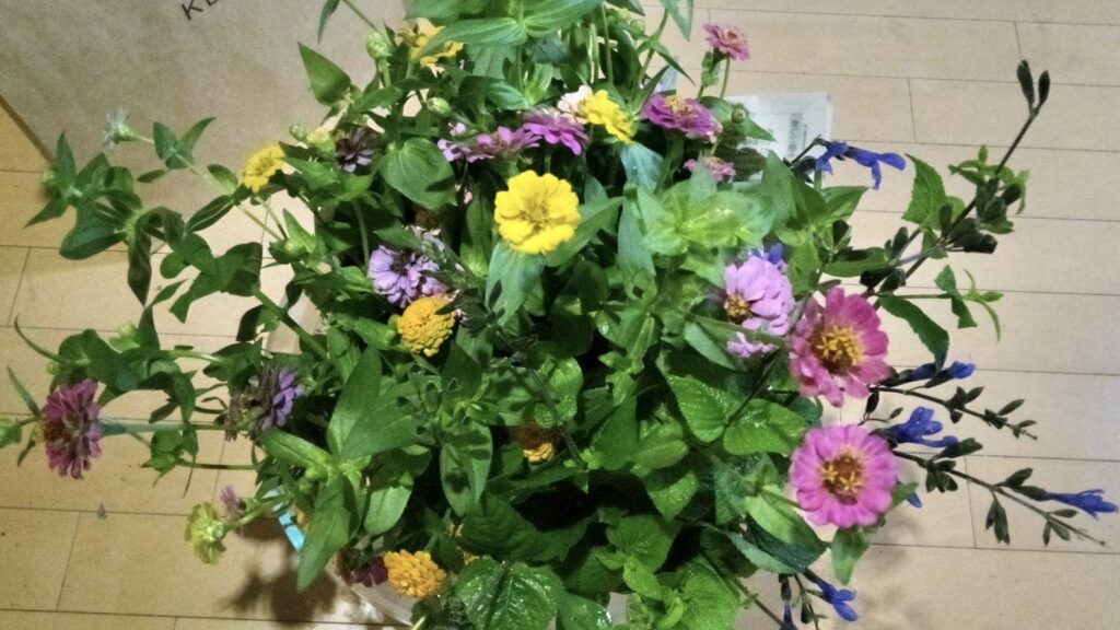 畑の百日草を摘んでお墓に供えた