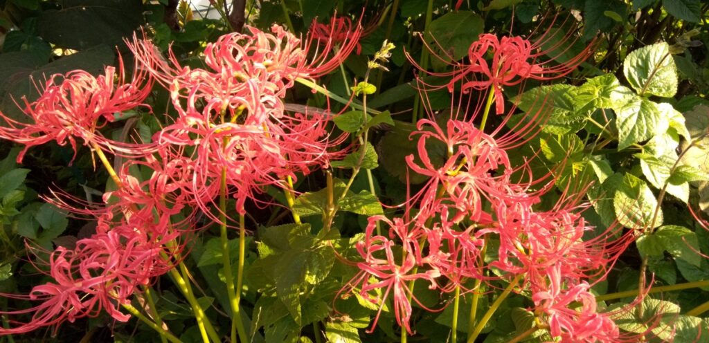 彼岸花も咲き出しました