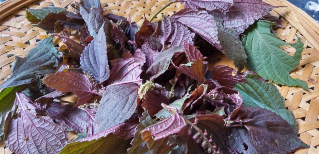 紫蘇たちを収穫