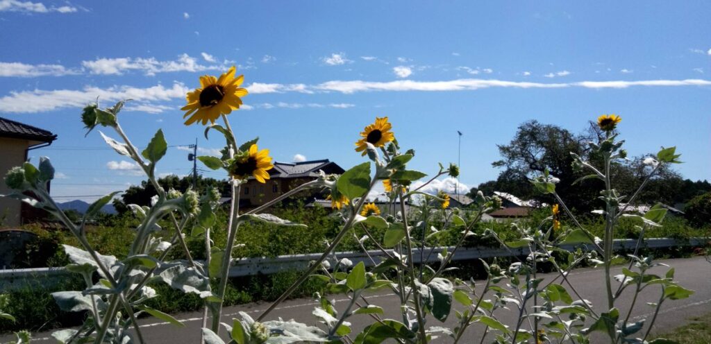 遅咲きのひまわり
