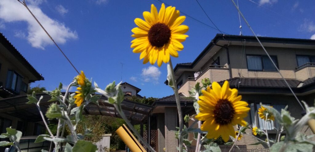 遅咲きのひまわり