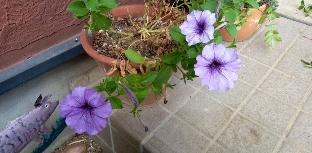 切り戻したペチュニア