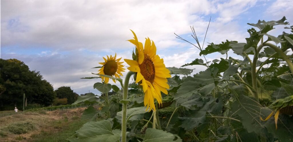 ひまわりが咲いていた