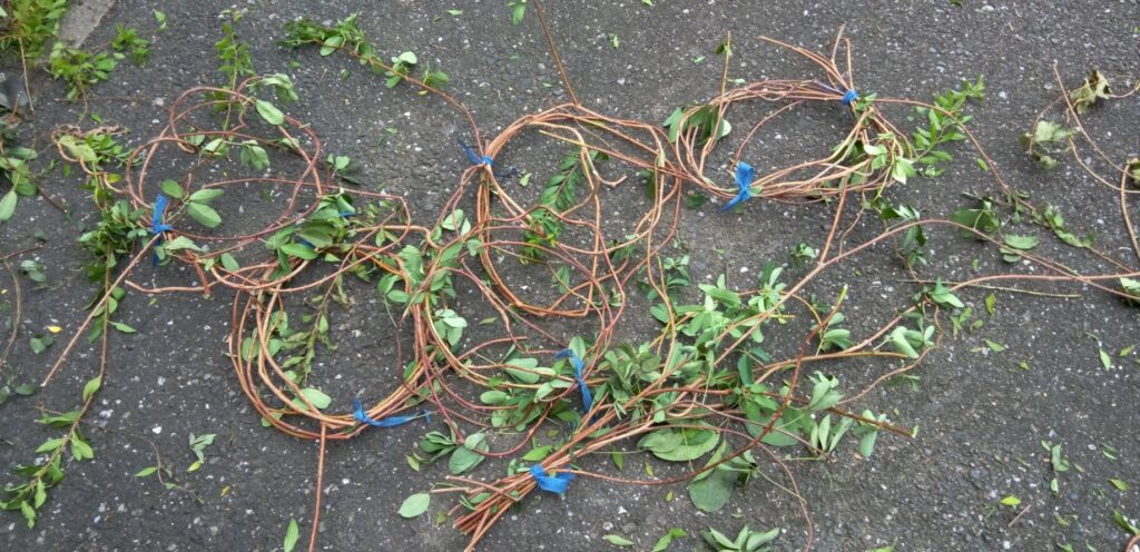 昨日刈り取ったアケビのツル