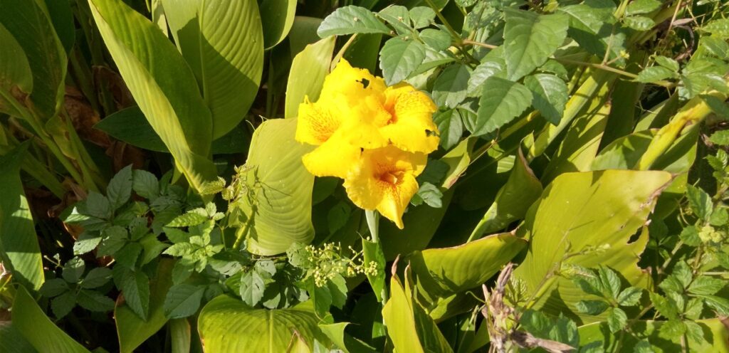 散歩景色・カンナの花