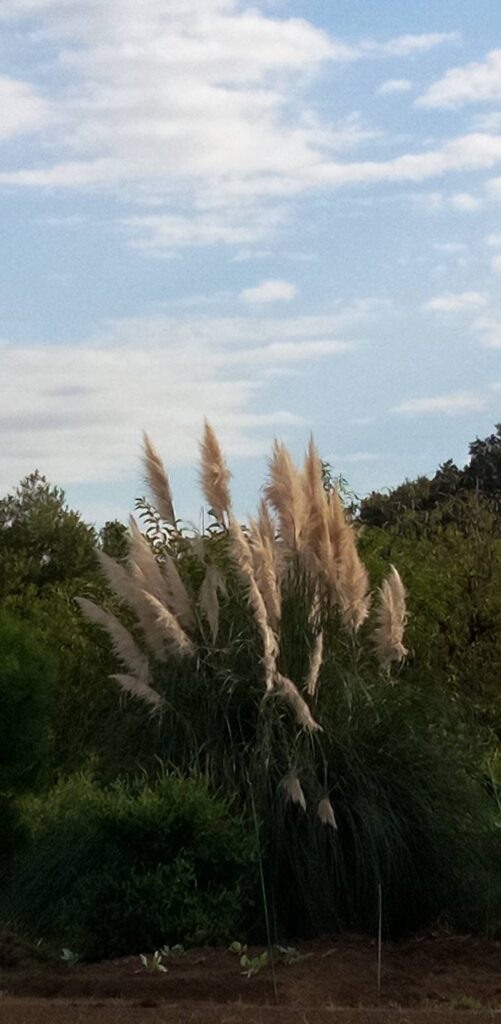 パンパスグラス