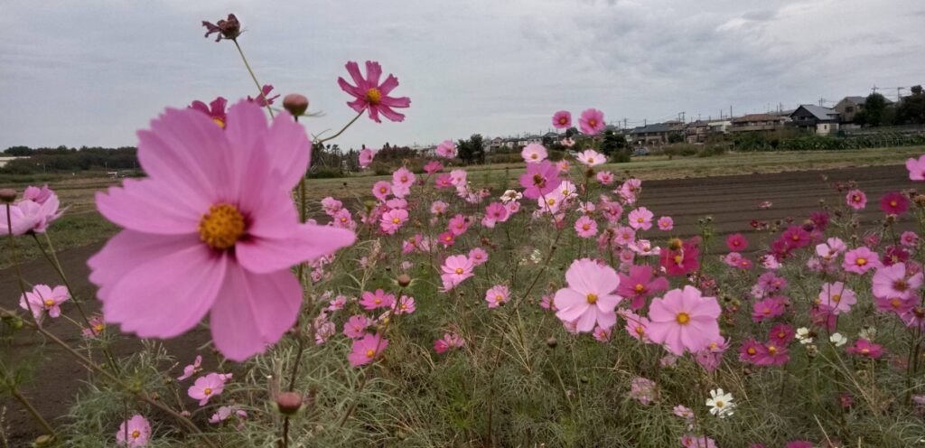 コスモスが咲いてる