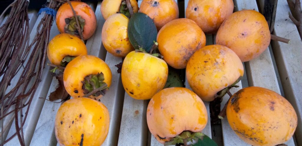 そろそろ食べ頃・百目柿