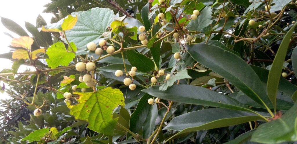 ノブドウがせんだんの木に絡んでる