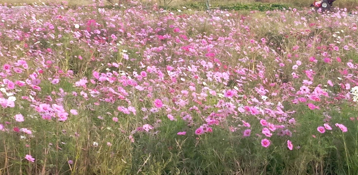 コスモス畑まだ咲いてる