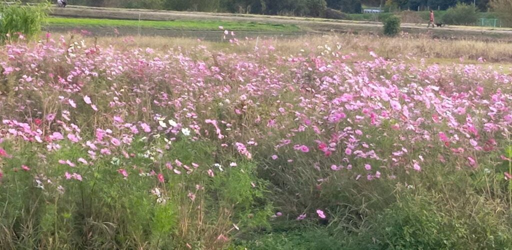 コスモス畑まだ咲いてる
