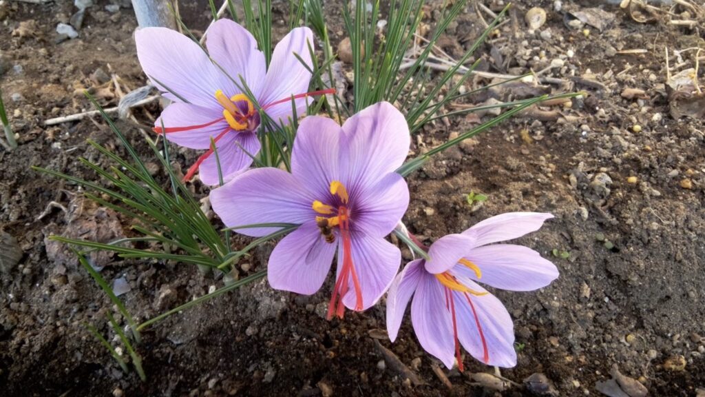 サフランの花