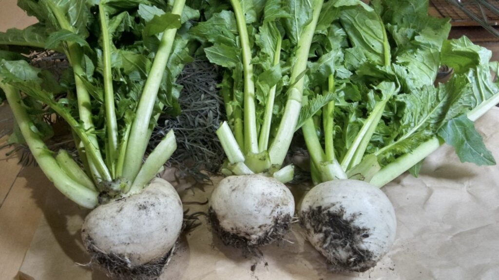 畑の人から頂いた蕪