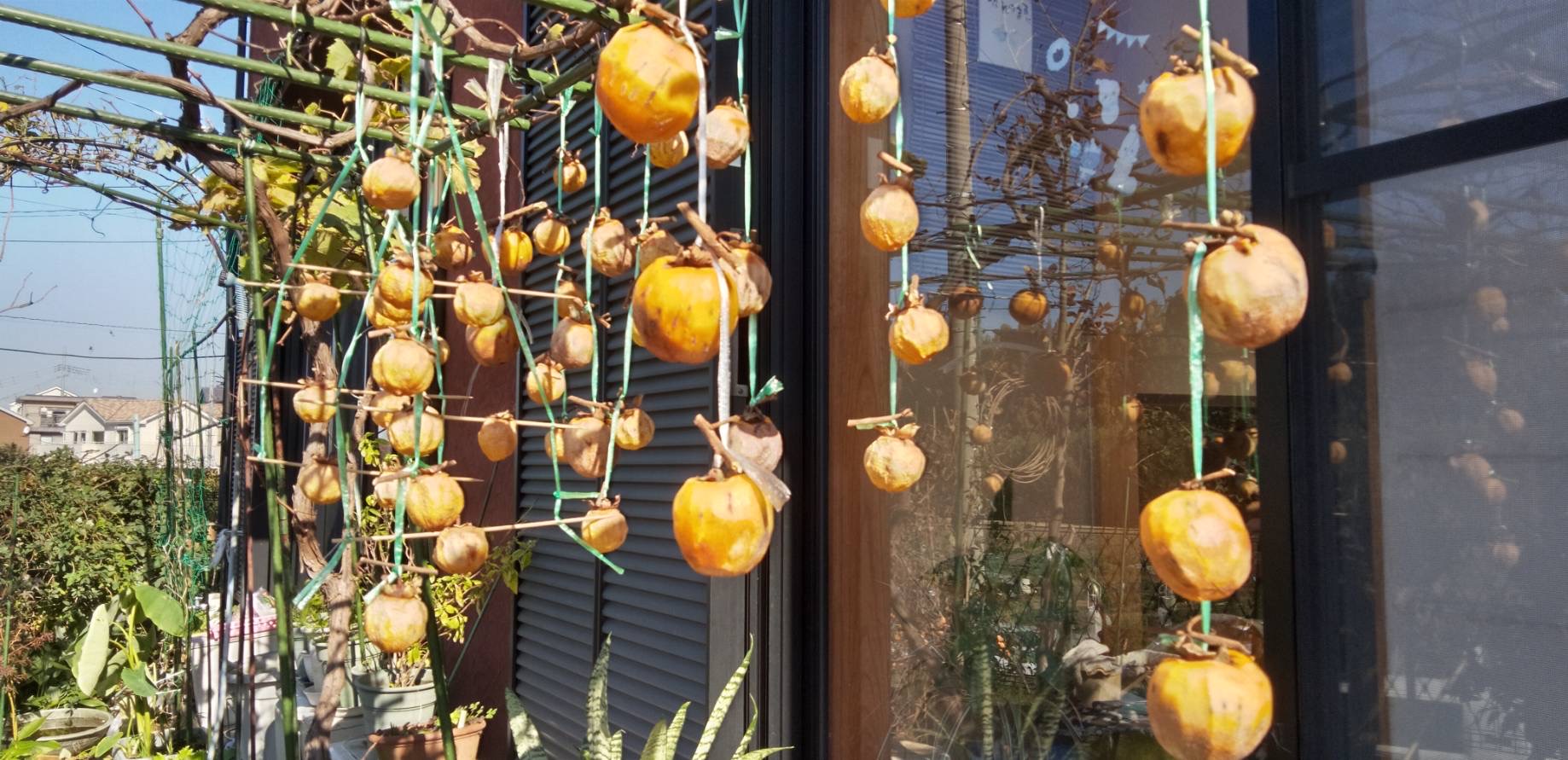 百目柿の渋が残ってるものは干し柿に