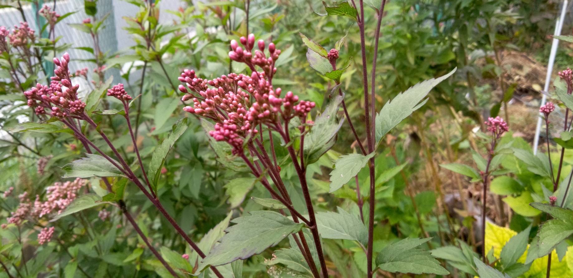 ふじばかまの花が咲き始めました