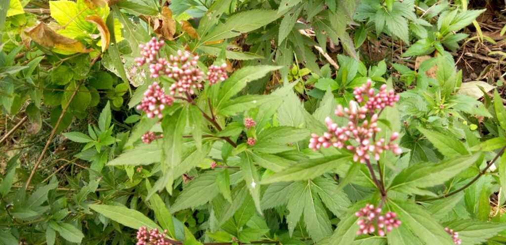 ふじばかまの花が咲き始めました