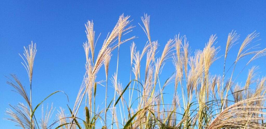 尾花～ススキ