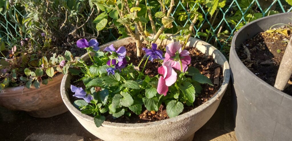 パンジーとゼラニウムの寄せ植え