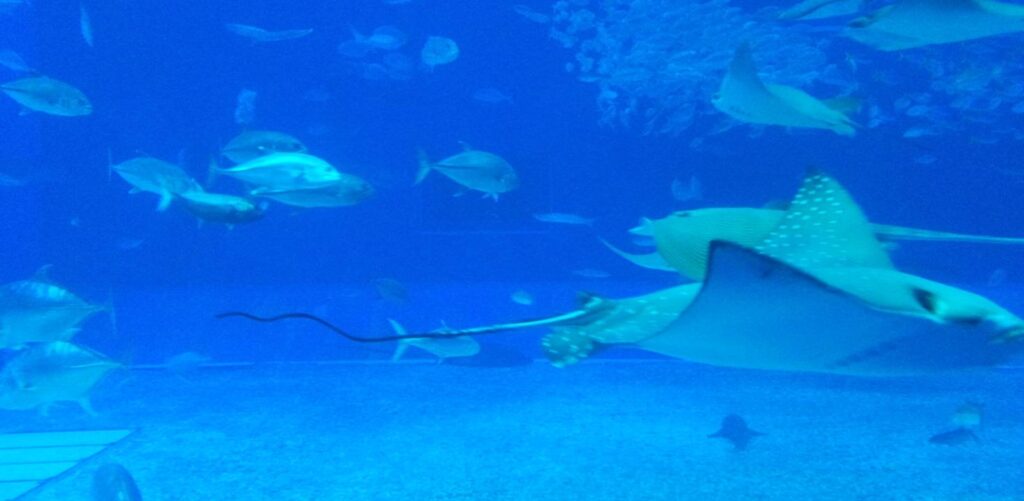 美ら海水族館