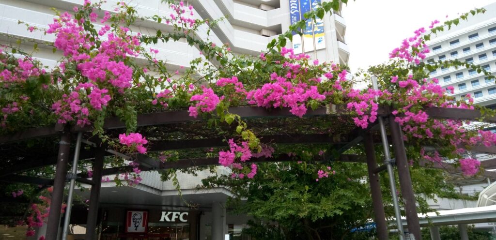 ブーゲンビリア