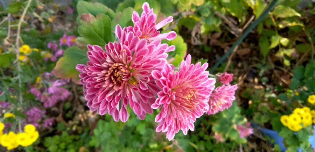 ダリアのような菊