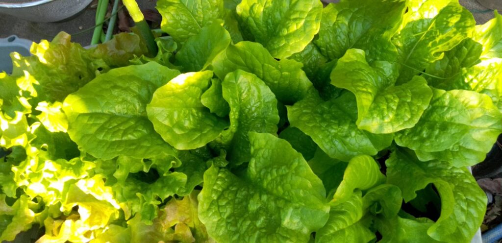 プランターのサラダ菜
