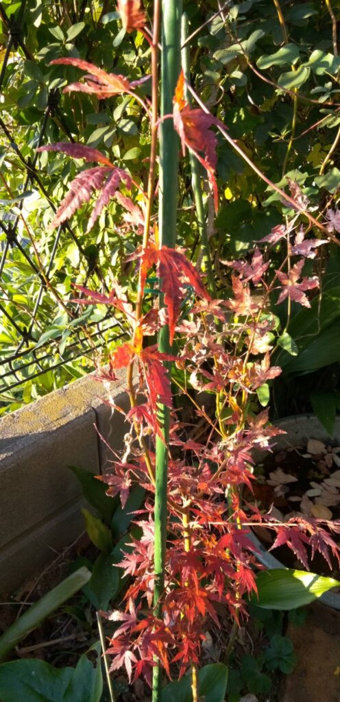 色づいた我が家の紅葉