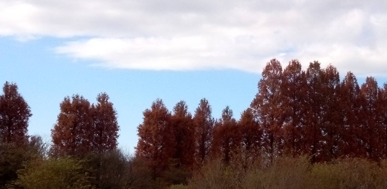 公園のメタセコイヤも色づき始めた