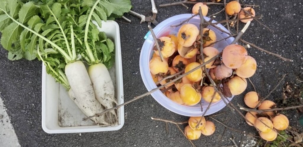 最後の柿収穫しました