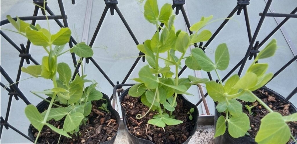 絹サヤの苗が育った