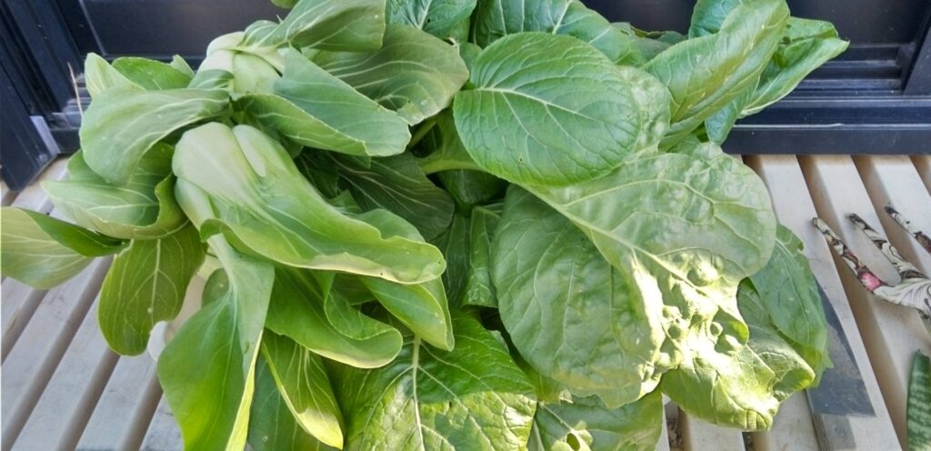 チンゲン菜要りますか