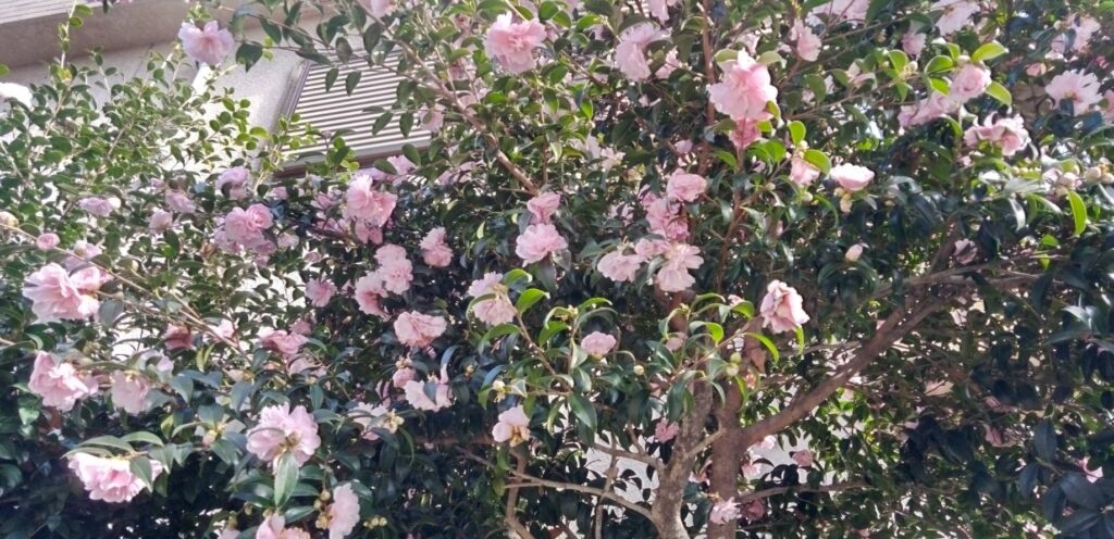 山茶花の花は咲き終わりそう