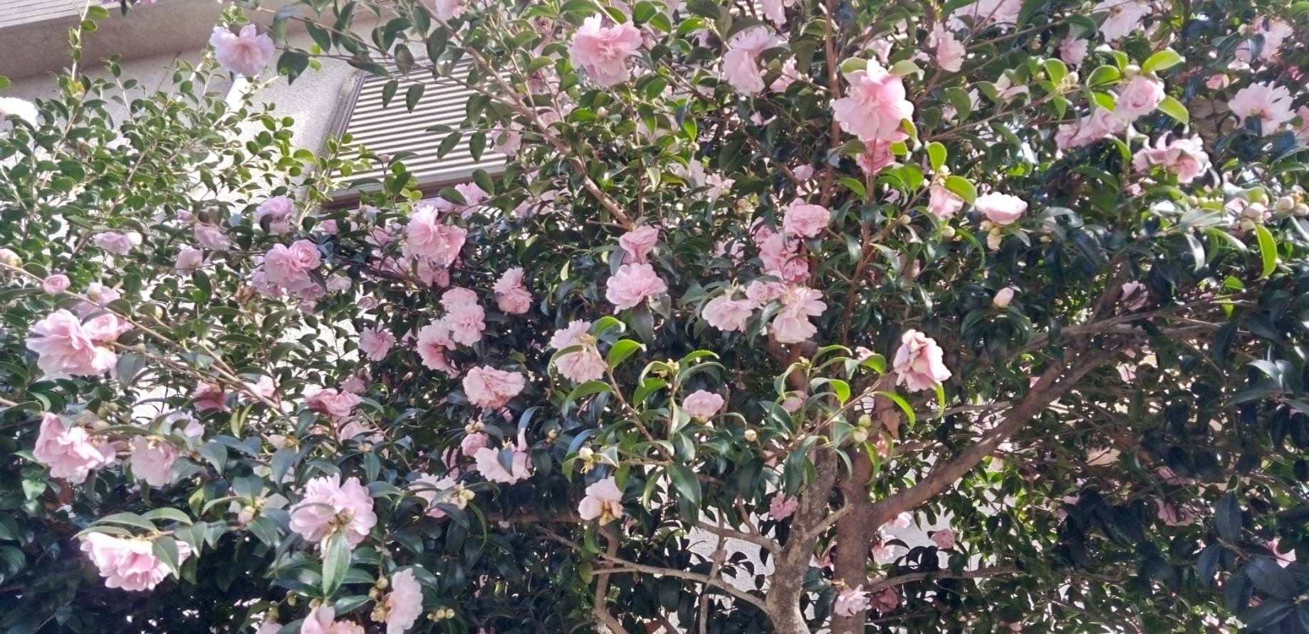 山茶花の花は咲き終わりそう