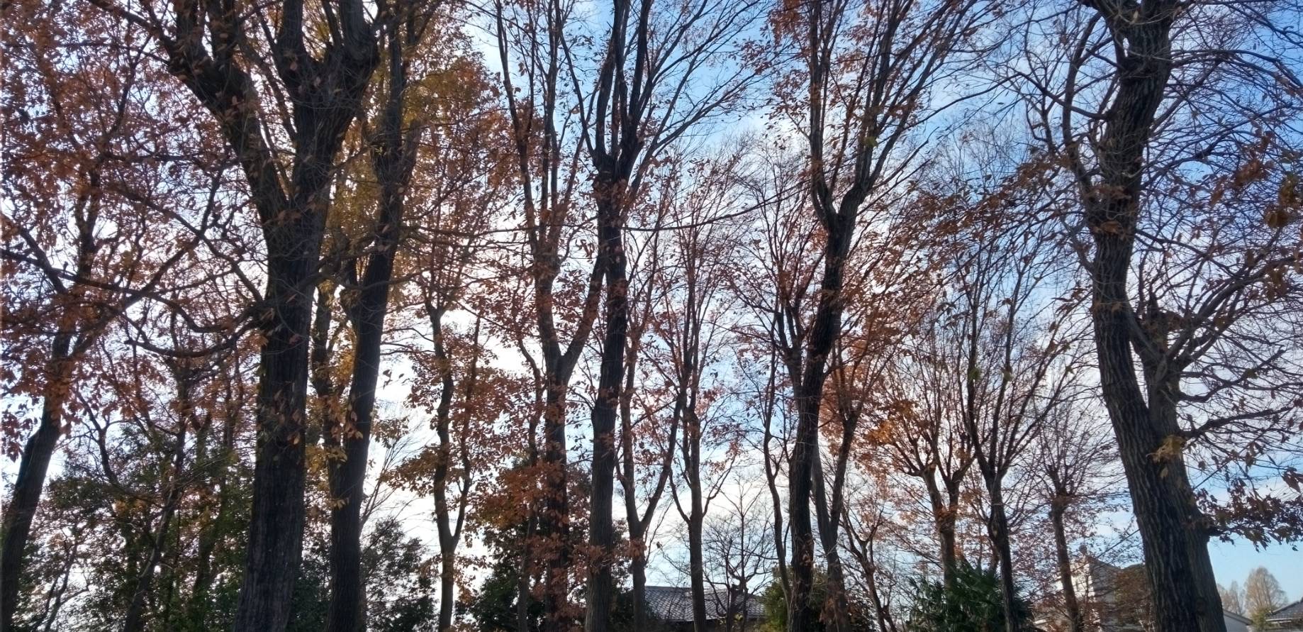 けやき林と青空