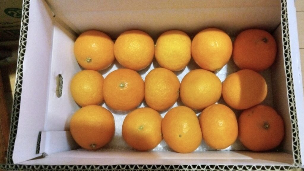 娘から届いた愛媛まどんな