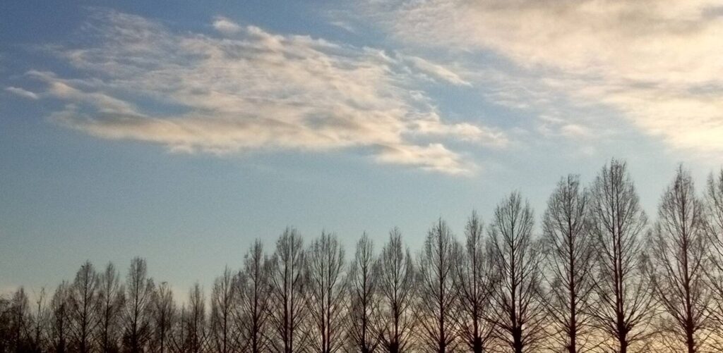 メタセコイヤも葉が落ち冬景色